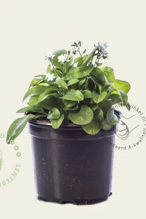 Myosotis arvensis ‘Alba‘ - Professionele kwaliteit