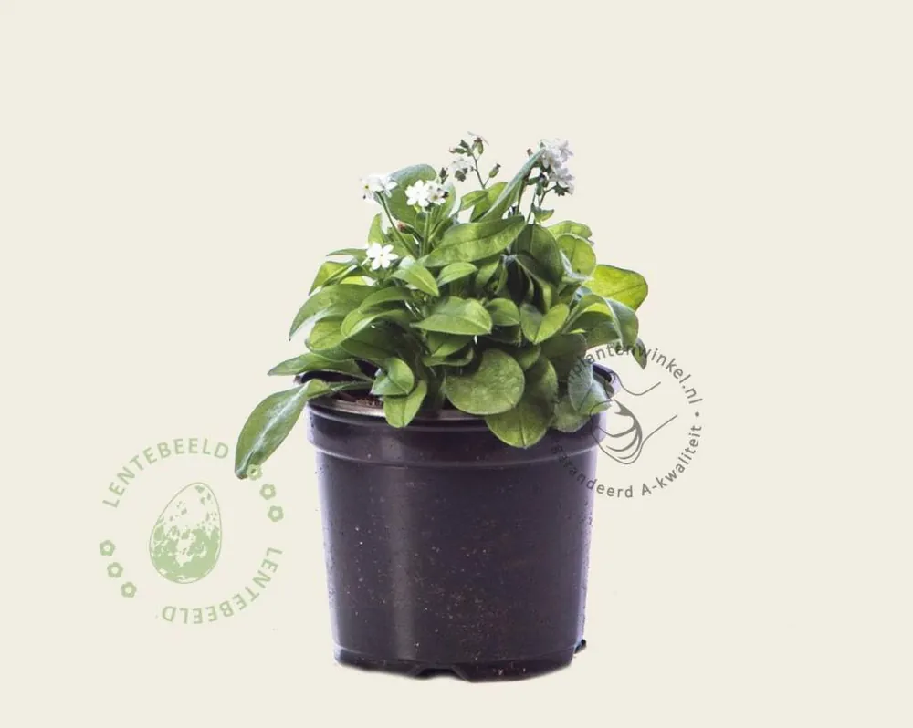 Myosotis arvensis ‘Alba‘ - Professionele kwaliteit