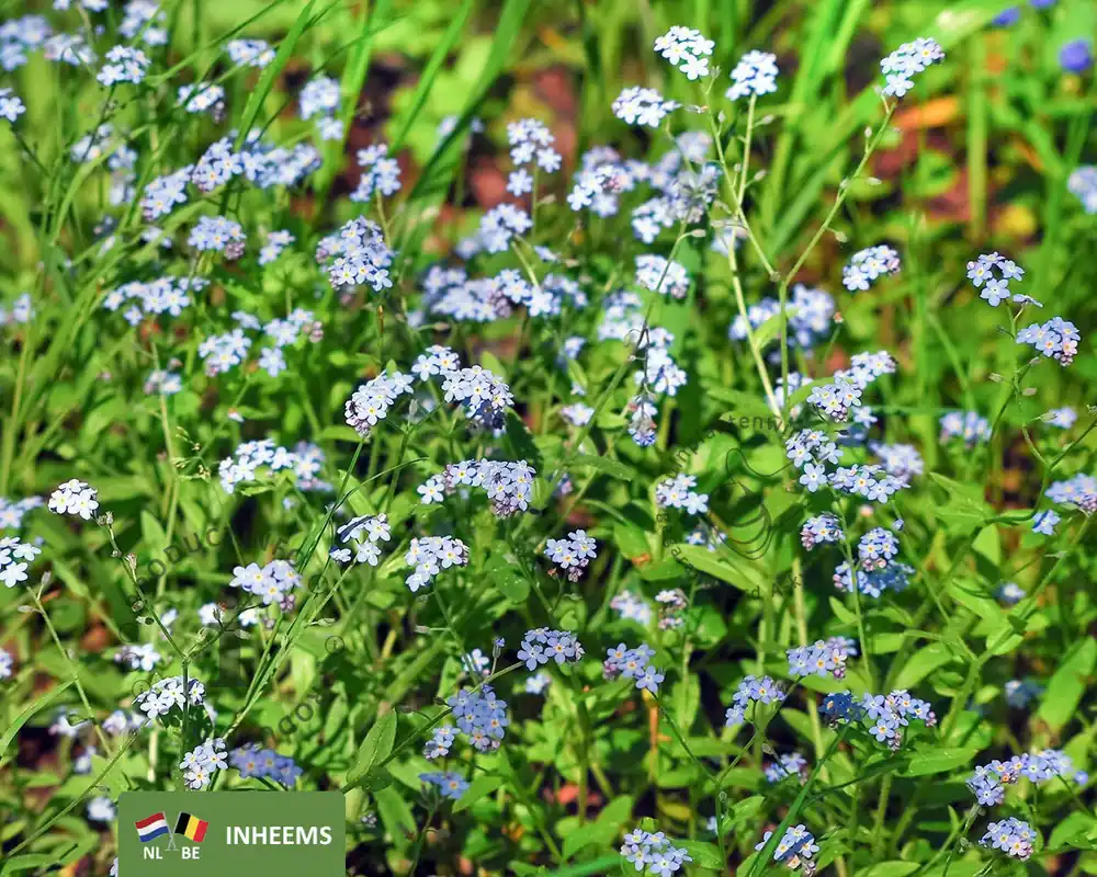 Myosotis palustris - Actie loopt bijna af