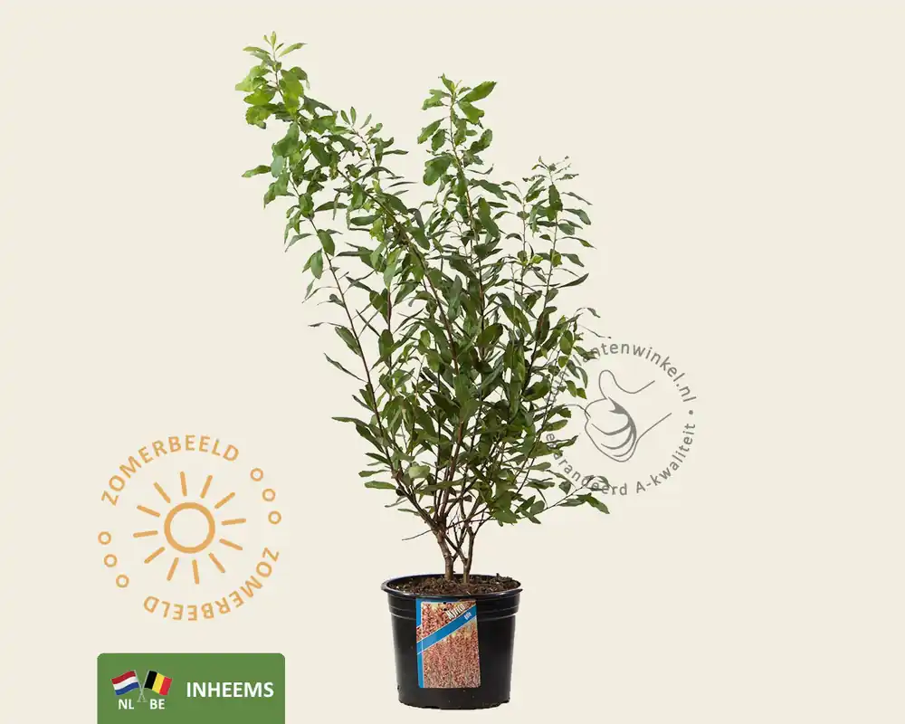 Myrica gale | Koop vandaag