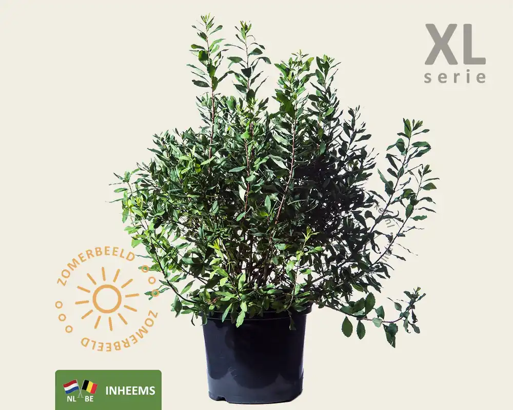 Myrica gale - XL - Nieuw in het assortiment