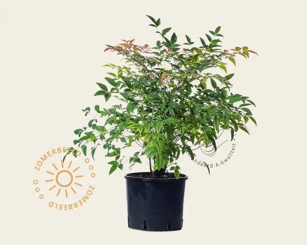 Nandina domestica | Tijdelijk aanbod