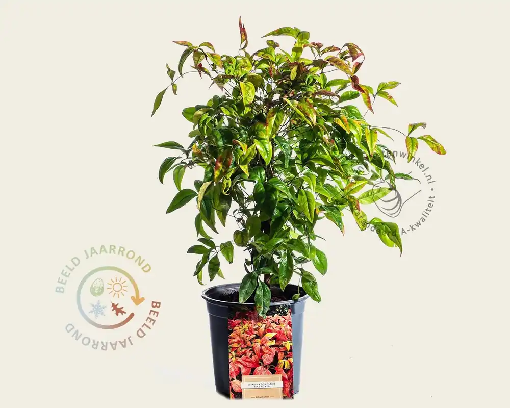 Deal | Nandina domestica ‘Firepower‘