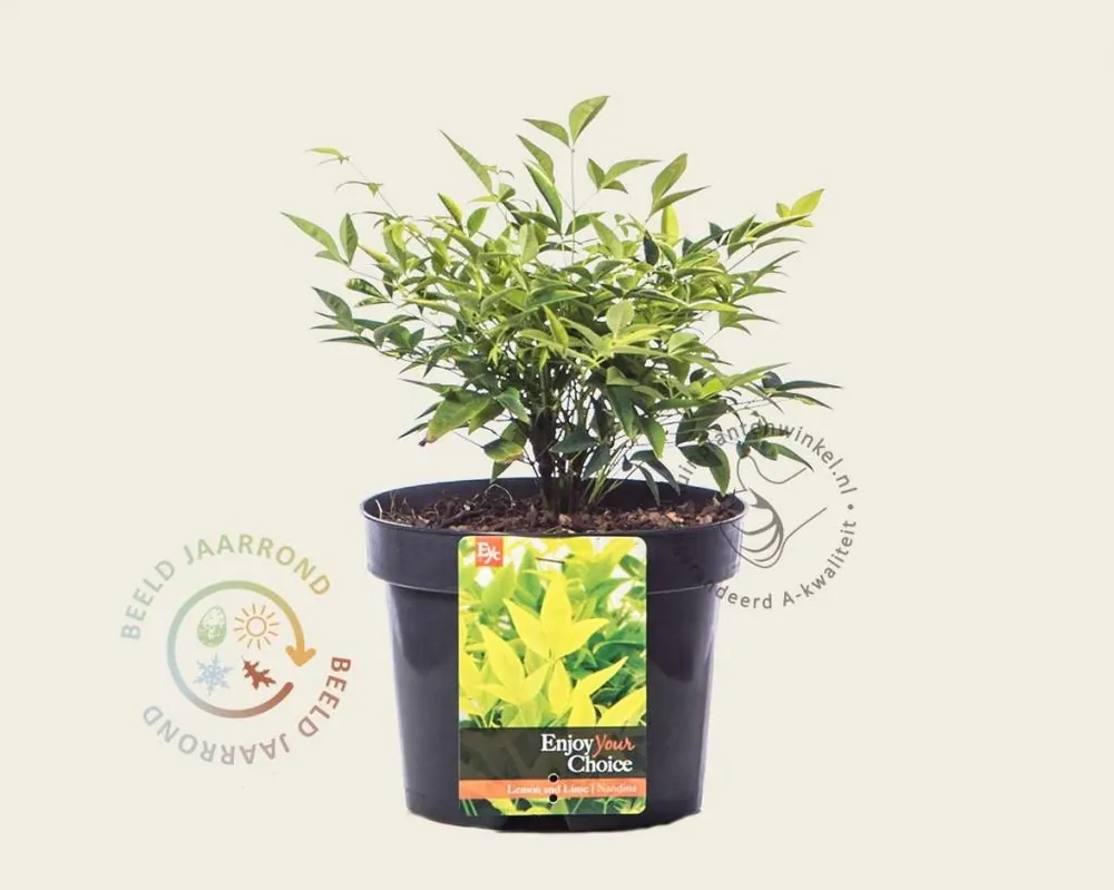 Nandina domestica ‘Lemon and Lime‘ - Korting