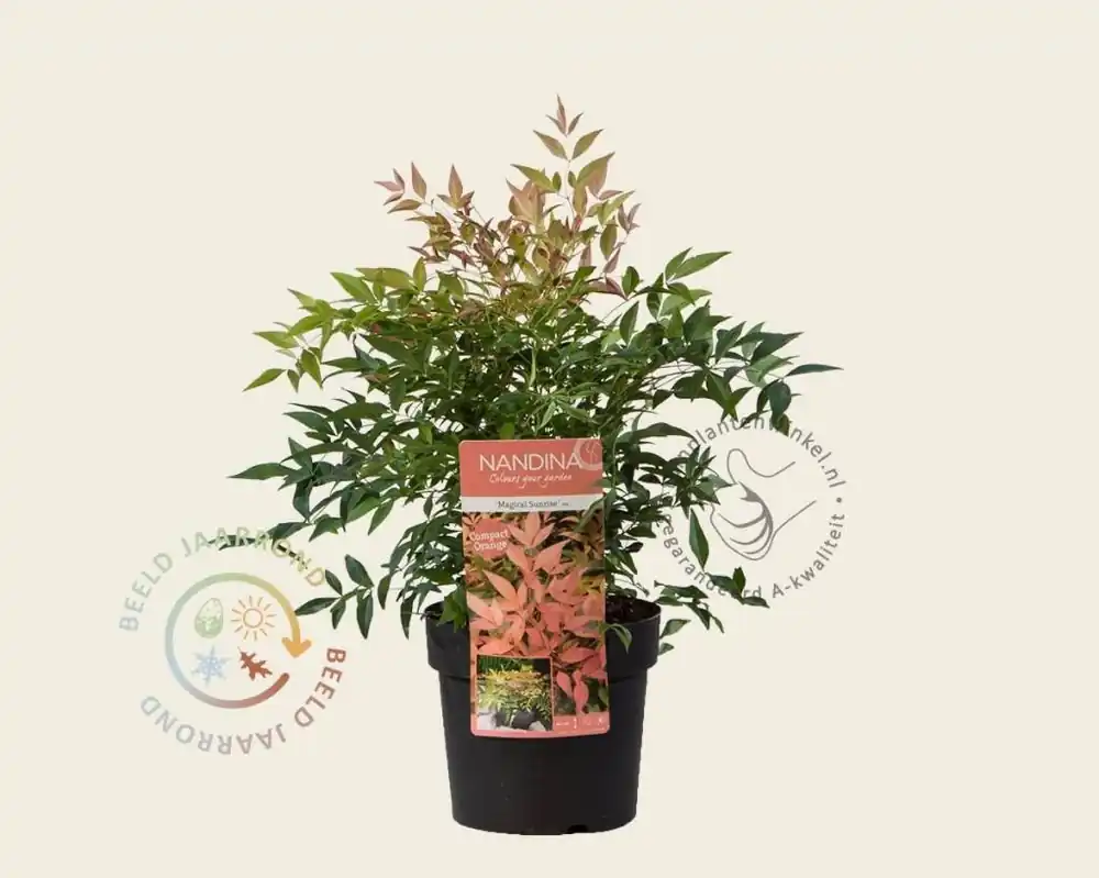 Nandina domestica ‘Magical Sunrise‘ | Zeer goed beoordeeld
