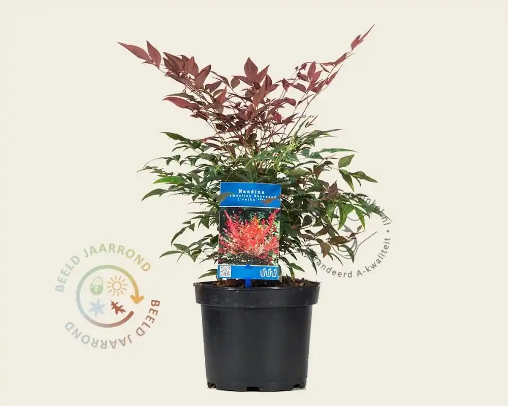 Nandina domestica ‘Obsessed‘ | Veel gekozen
