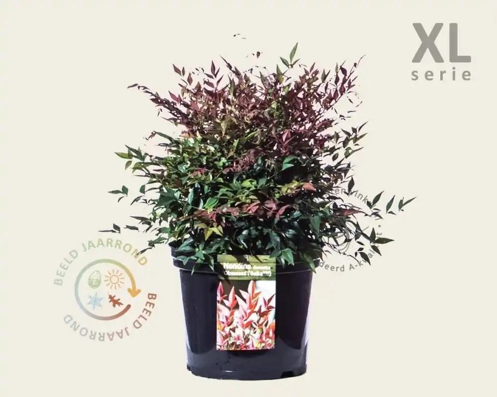 Nandina domestica ‘Obsessed‘ - XL | Klantfavoriet