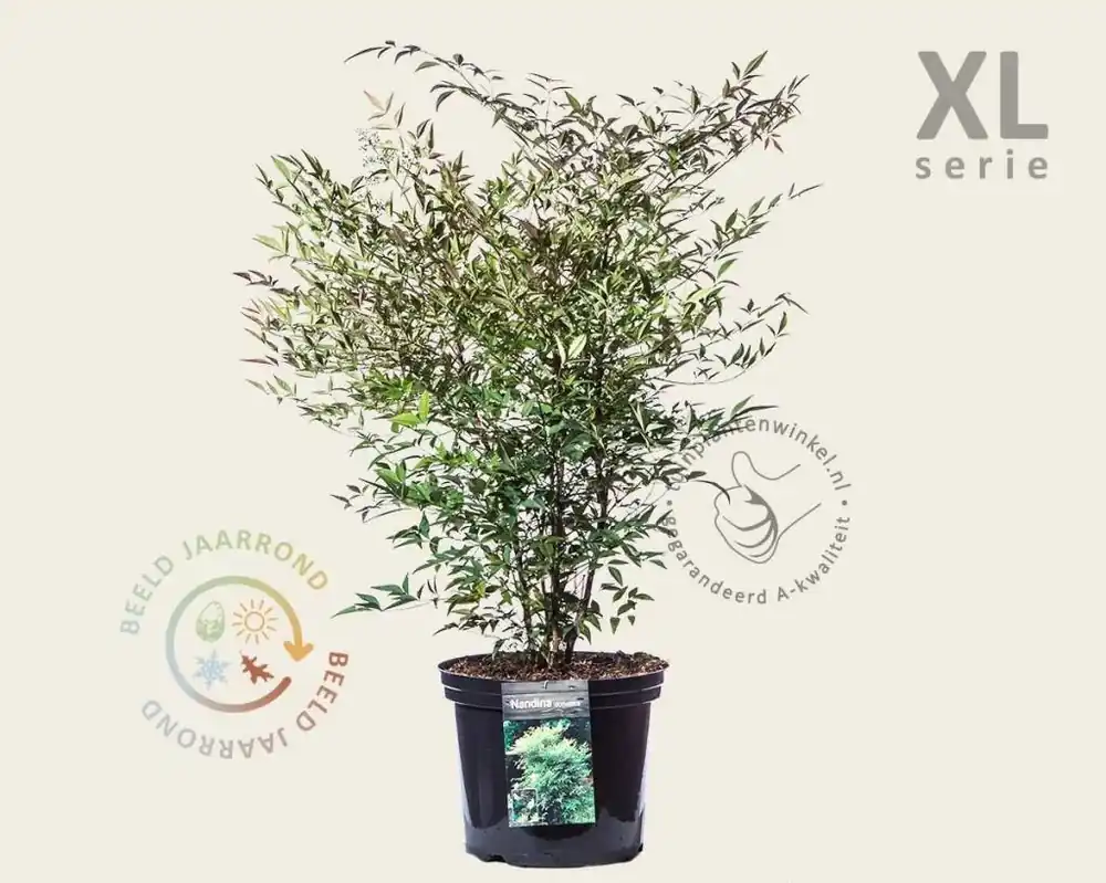 Nandina domestica - XL - Nieuwe release