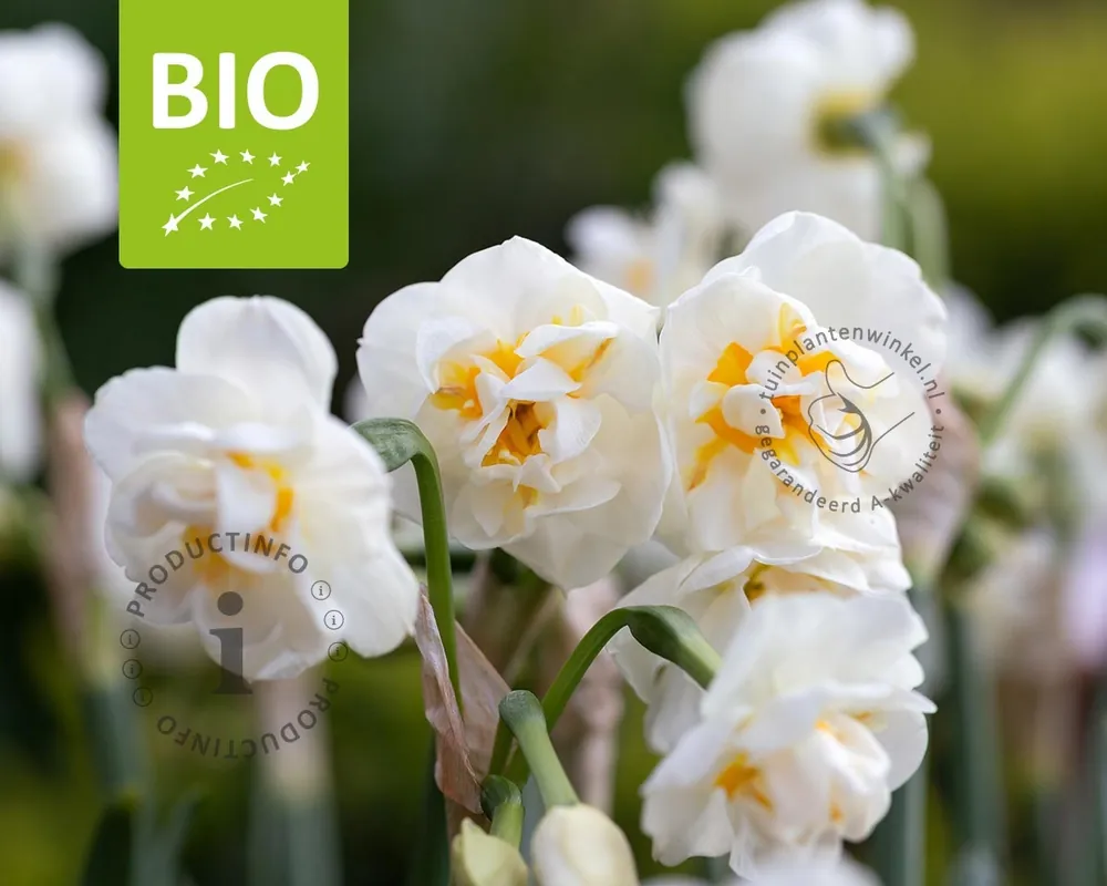 Lage prijs - Narcissus ‘Bridal Crown‘ - BIO