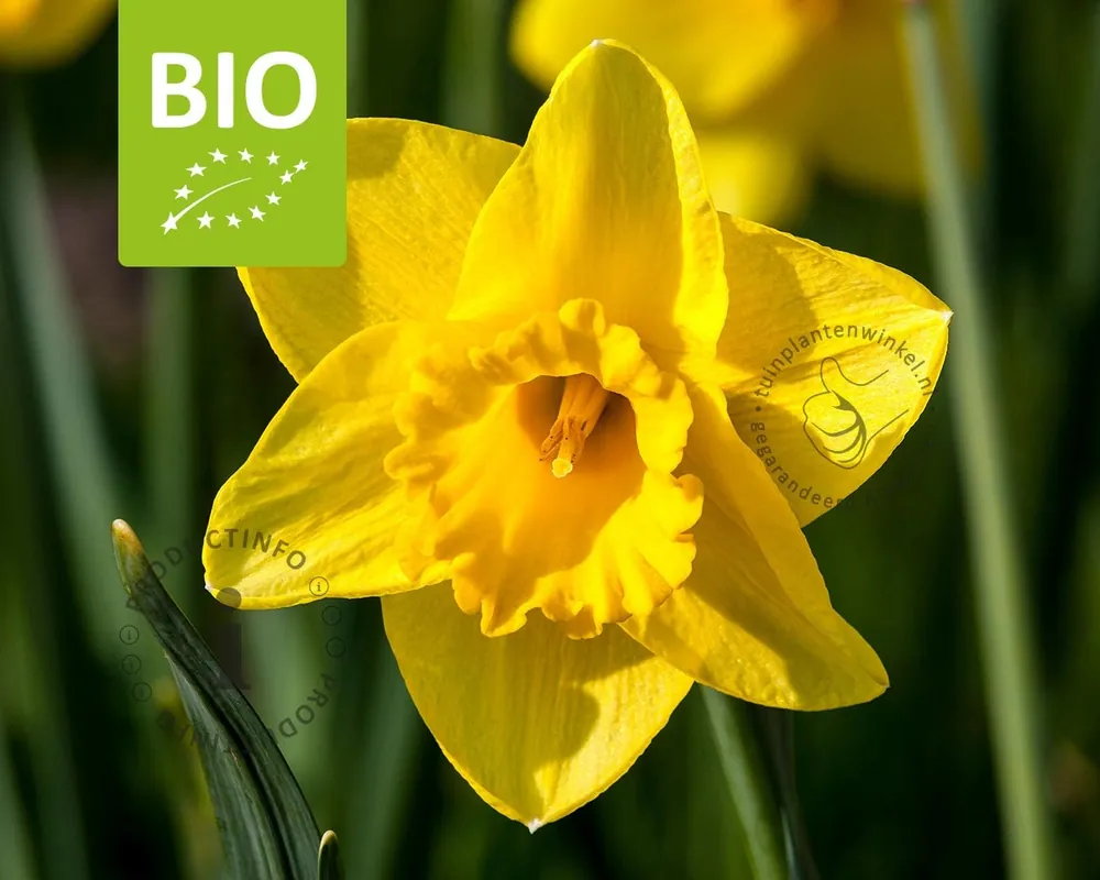 Net binnen | Narcissus ‘Carlton‘ - BIO