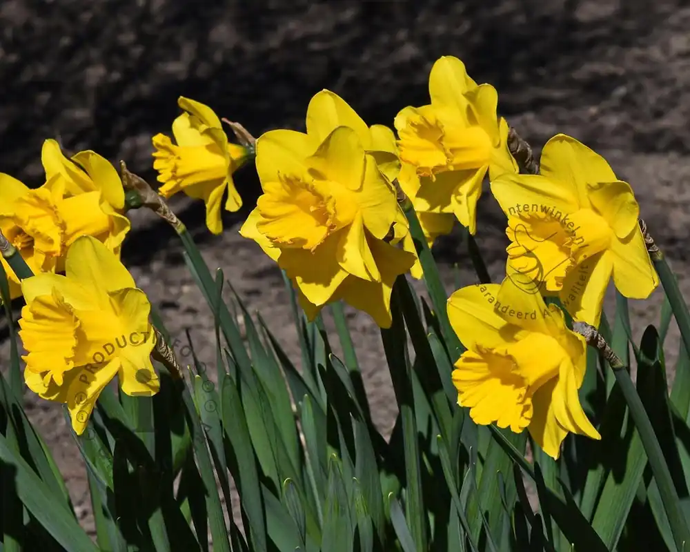 Narcissus Geel Trumpet | Flitsaanbieding