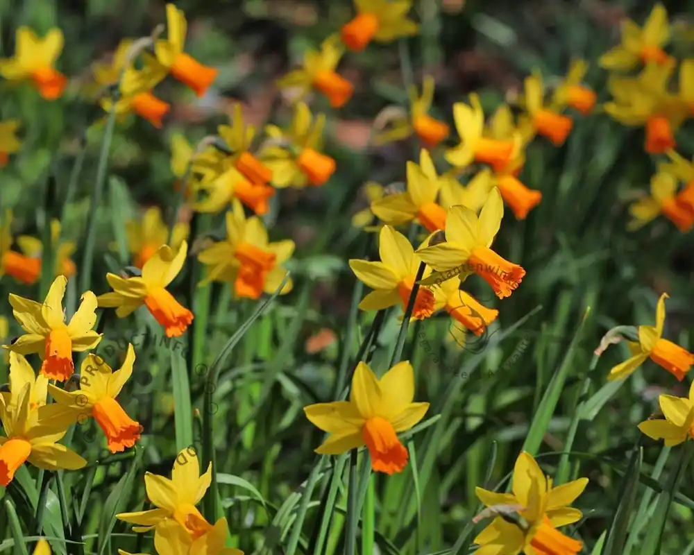 Narcissus ‘Jetfire‘ - Slechts tijdelijk