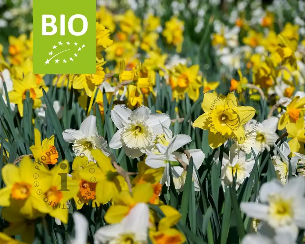 Narcissus Large Mix - BIO | Dagdeal
