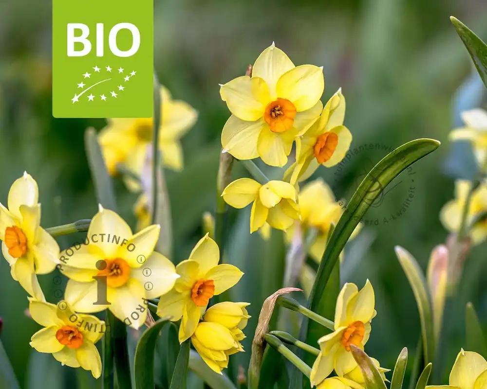 Narcissus ‘Martinette‘ - BIO | Koopje