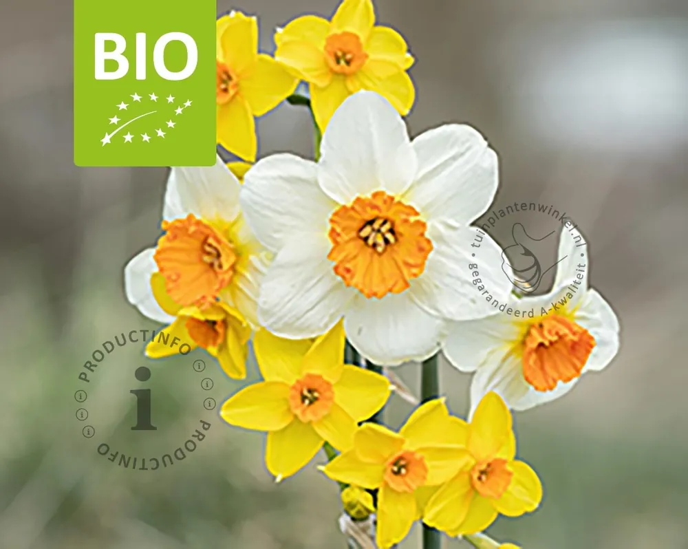 Narcissus Mini Mix - BIO | Actieprijs