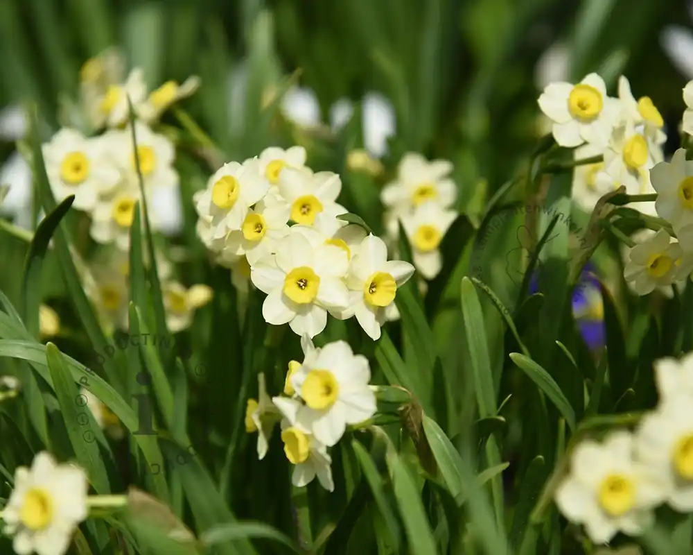 Voordeelprijs | Narcissus ‘Minnow‘