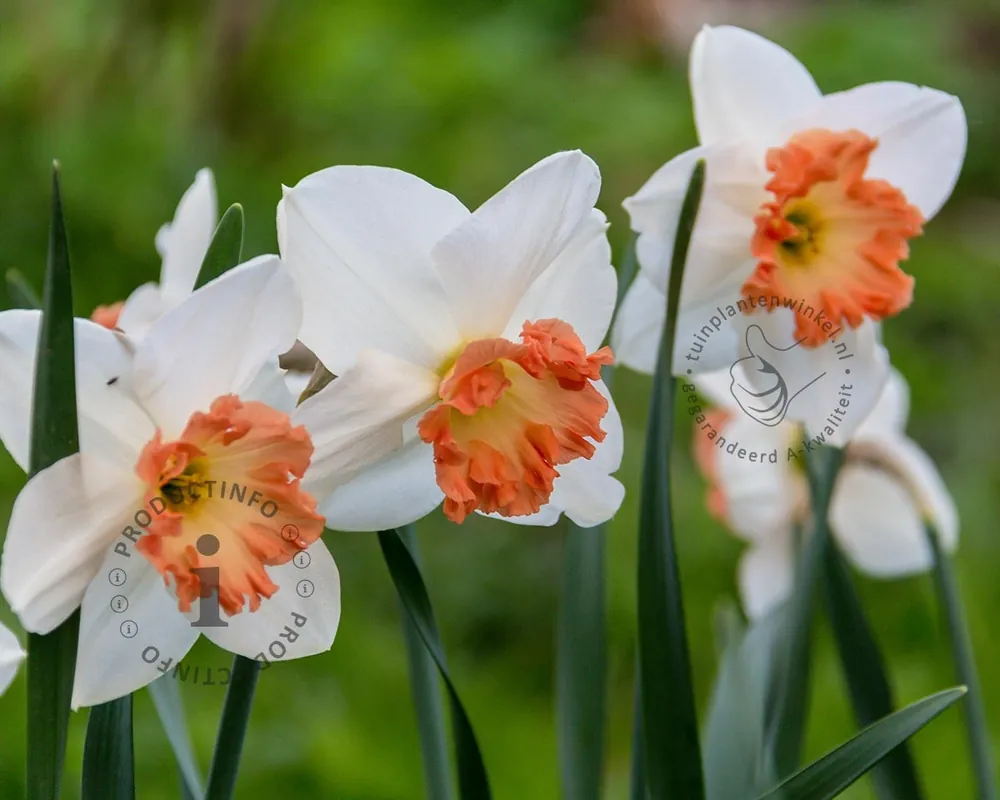Narcissus ‘Pink Charm‘ | Tijdelijke aanbieding