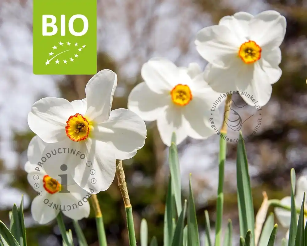 Gratis retourneren | Narcissus poeticus var. recurvus - BIO