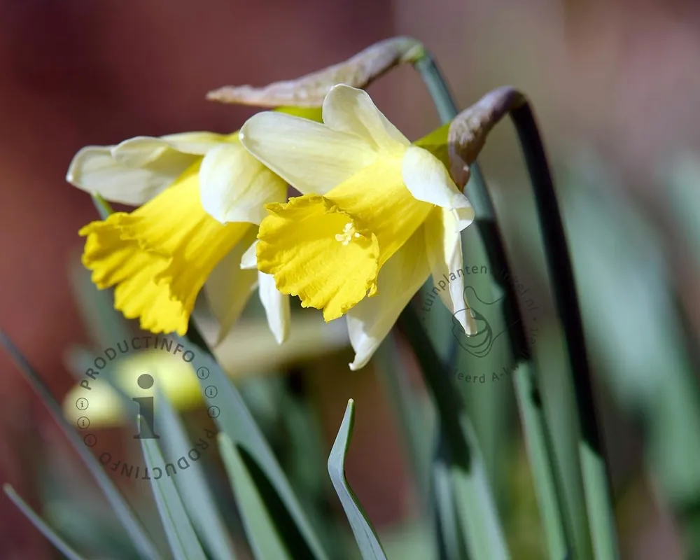 Nieuw product | Narcissus pseudonarcissus lobularis