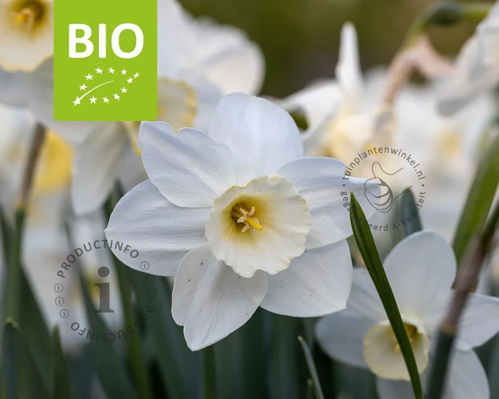 Snelle verzending - Narcissus ‘Pueblo‘ - BIO