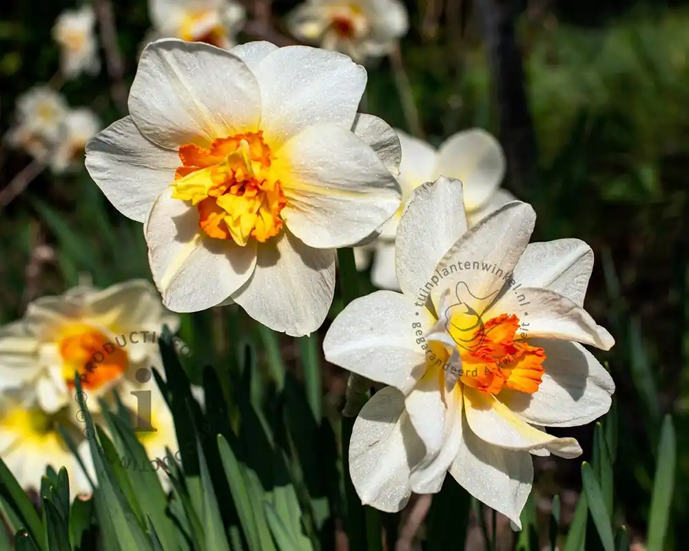 Narcissus ‘Replete‘ | Superprijs