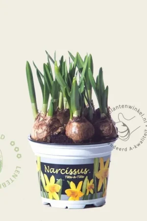 Narcissus ‘Tête-à-Tête‘ - Nu kopen