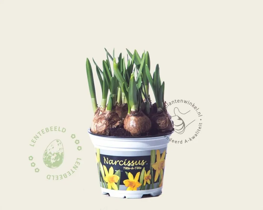 Narcissus ‘Tête-à-Tête‘ - Nu kopen