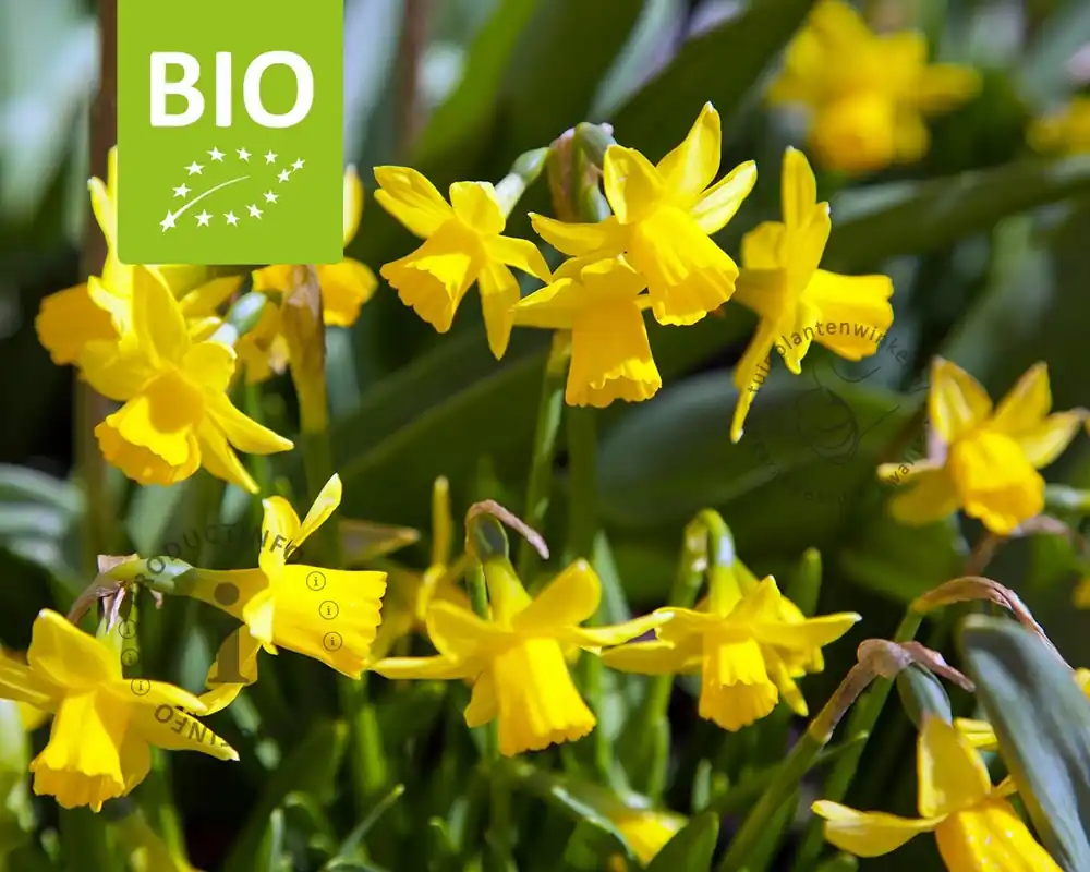 Narcissus ‘Tête-a-Tête‘ - BIO | Topkwaliteit