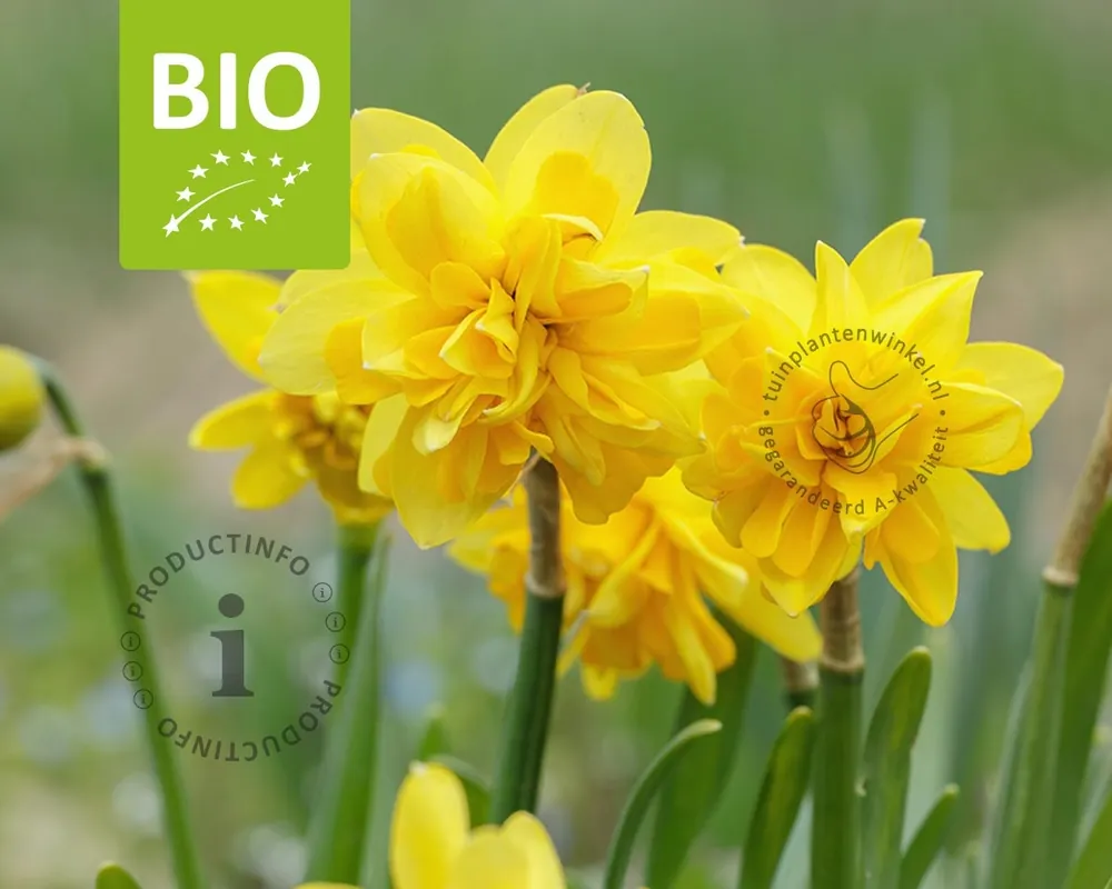 Narcissus Tête Rosette - BIO | Bespaar nu