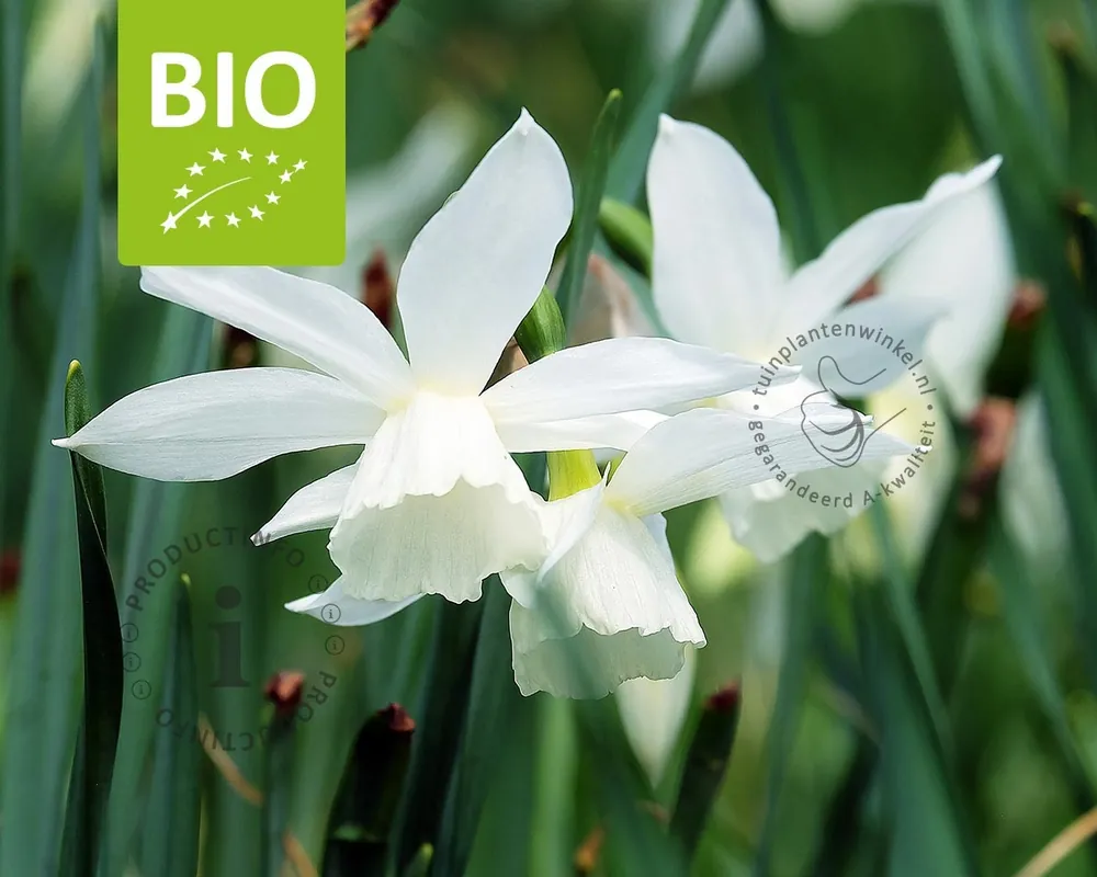 Narcissus triandrus ‘Thalia‘ - BIO | Bestel vandaag