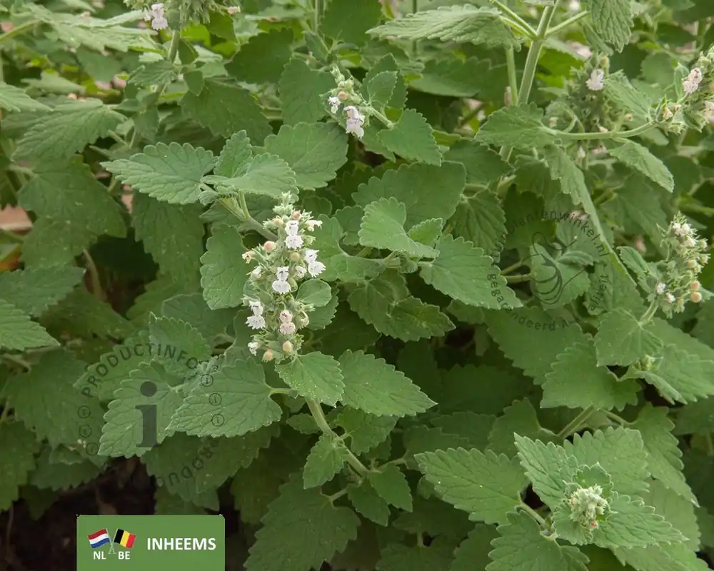 Nepeta cataria | Online bestellen