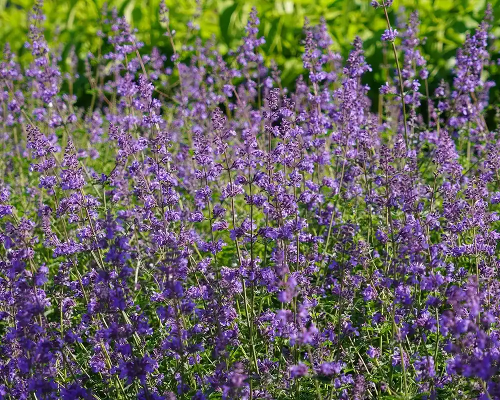 Nepeta ‘Cat’s Pajamas’ | Spoedlevering