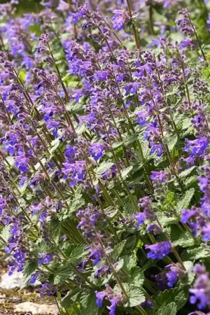 Aanbieding | Nepeta faassenii