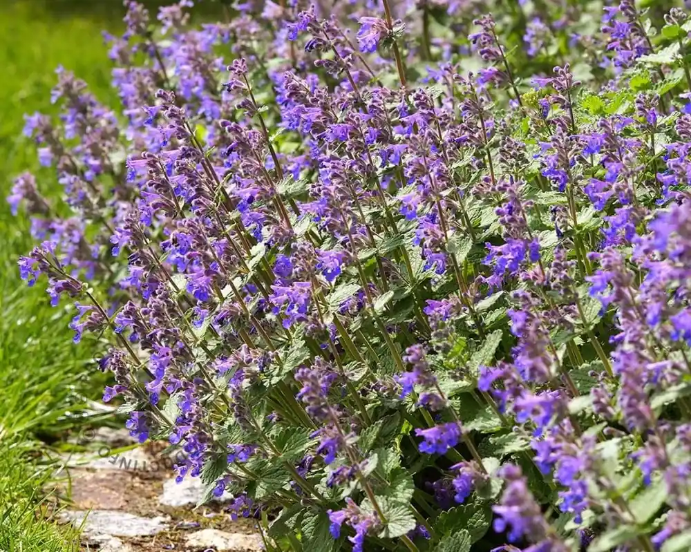 Aanbieding | Nepeta faassenii