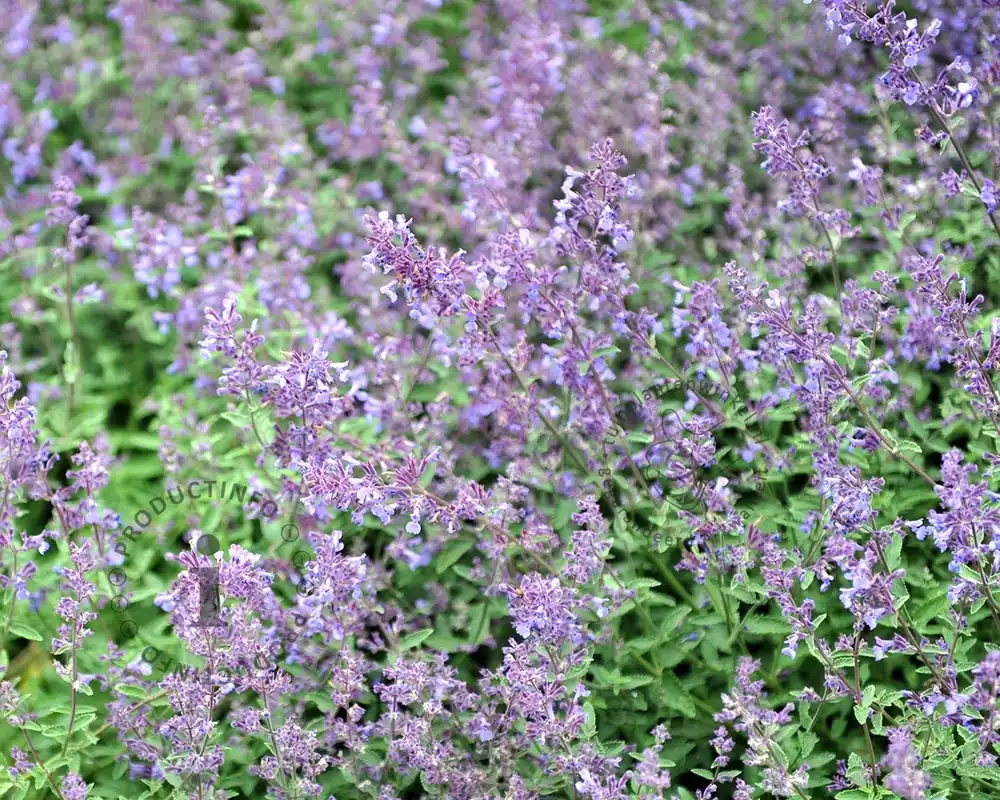 Nepeta faassenii ‘Junior Walker‘ - Wees er snel bij