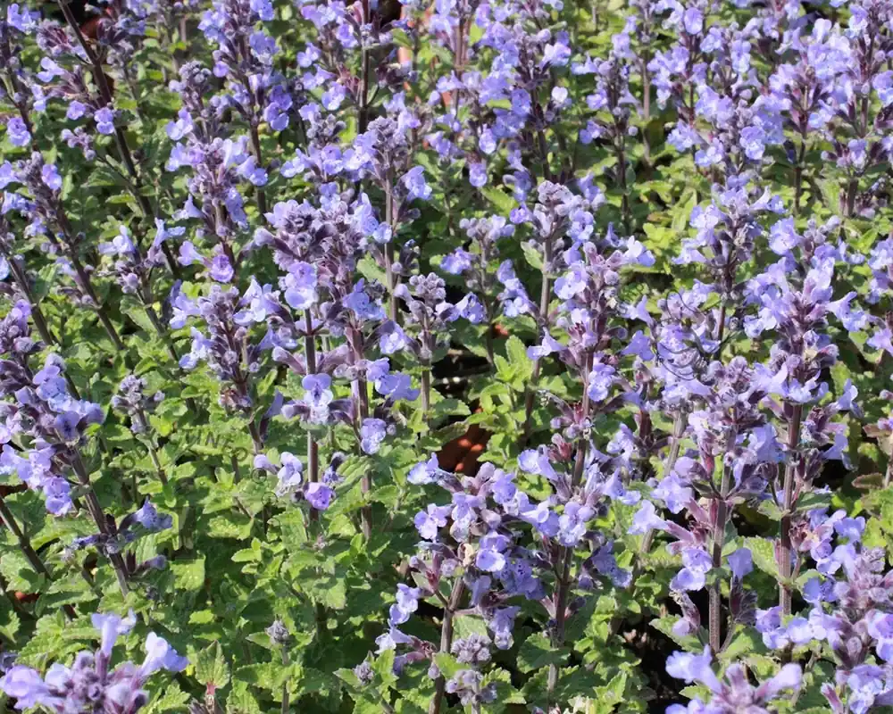 Superprijs | Nepeta faassenii ‘Purrsian Blue’