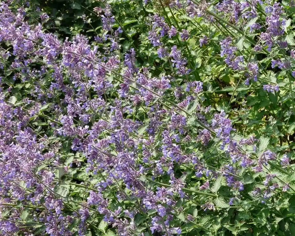 Profiteer nu | Nepeta faassenii ‘Six Hills Giant‘
