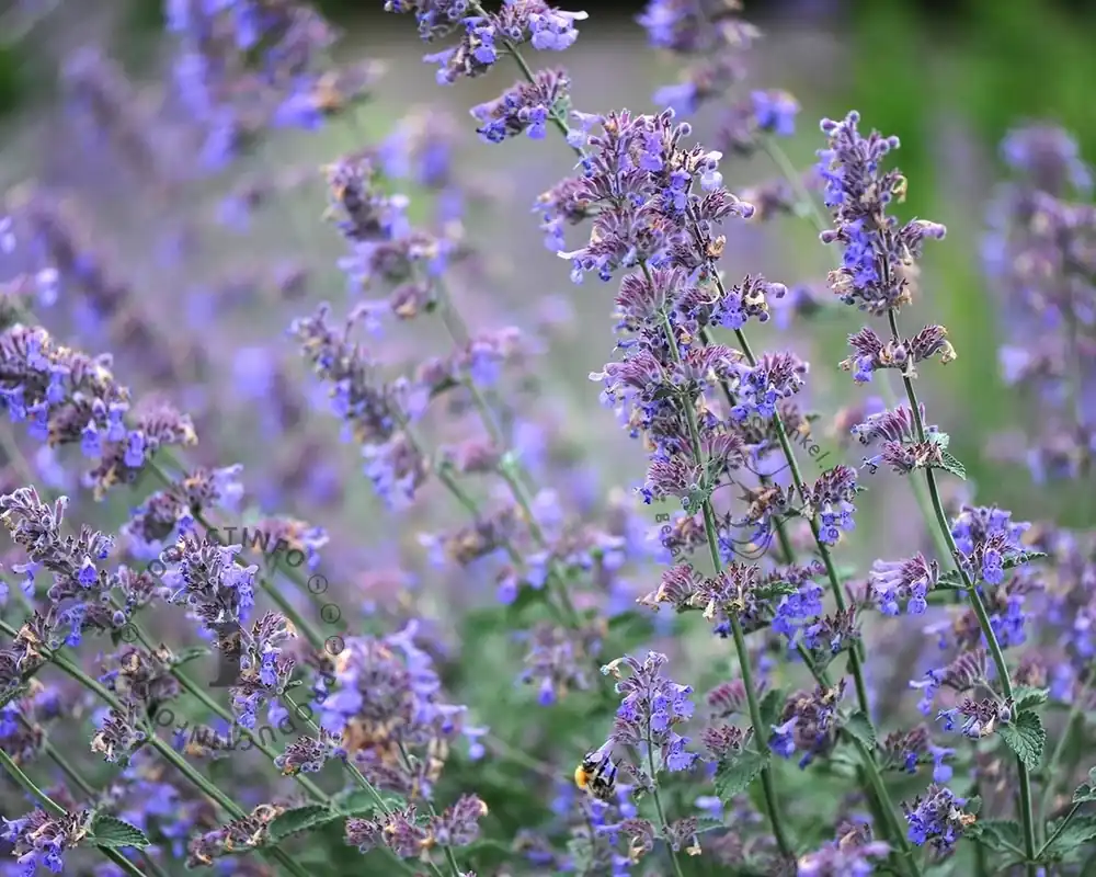 Nepeta faassenii ‘Walker‘s Low‘ - Expreslevering