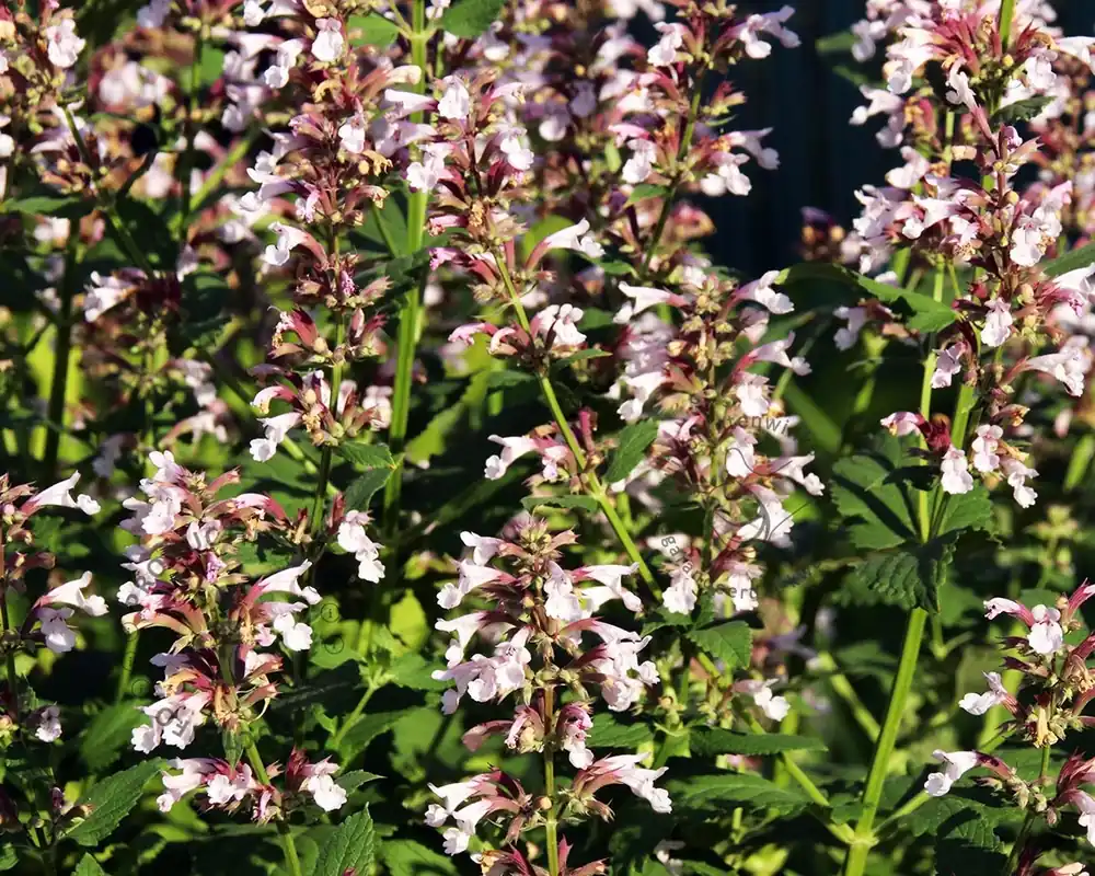 Verlaagde prijs - Nepeta grandiflora ‘Dawn to Dusk‘