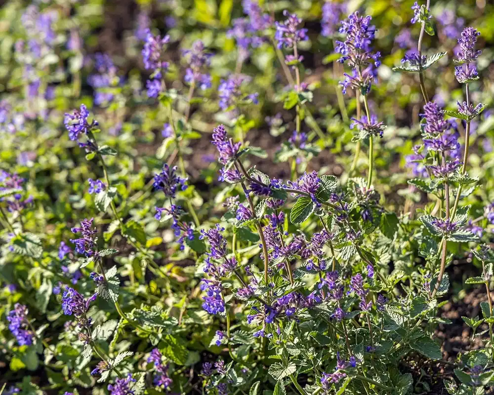 Nepeta racemosa ‘Grog‘ - Mis het niet