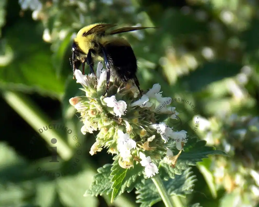 Nepeta racemosa ‘Snowflake‘ | Direct leverbaar