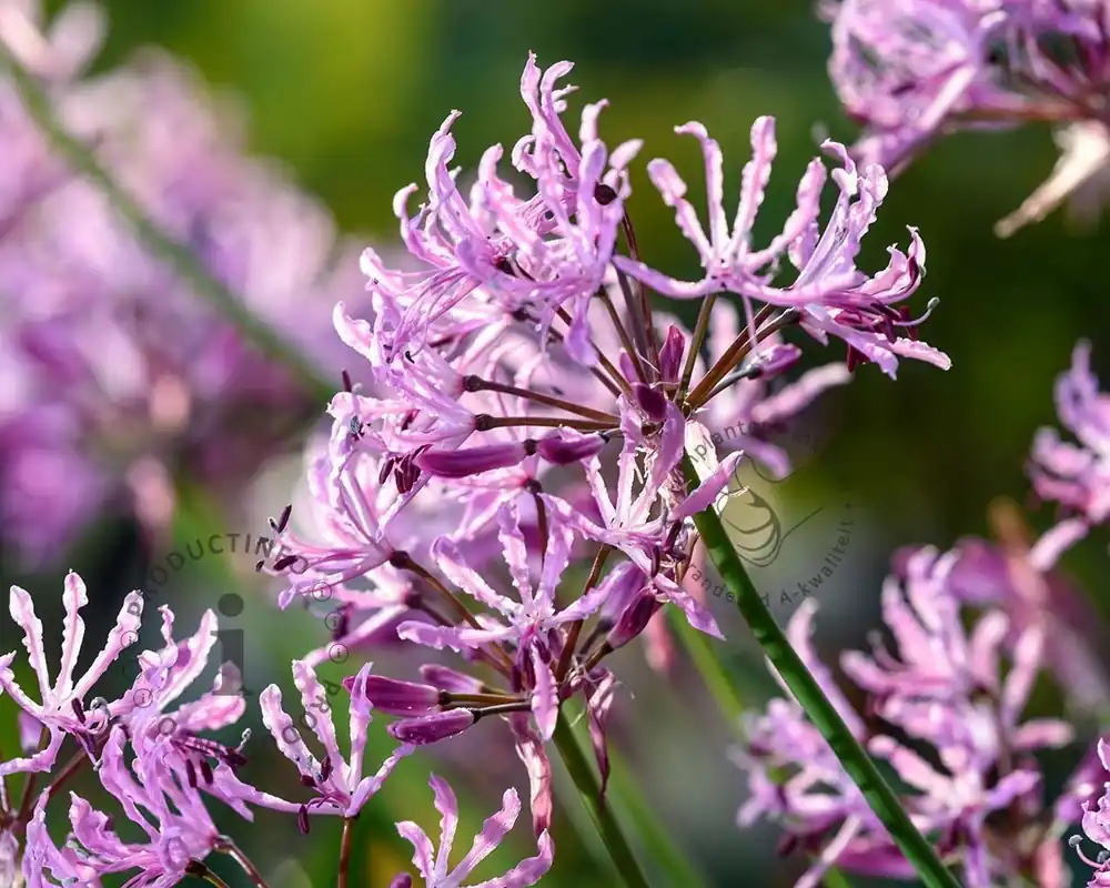 Laatste dagen | Nerine bowdenii