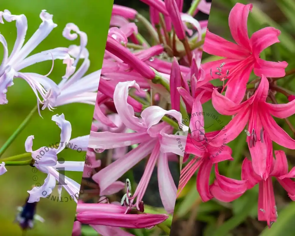 Veel gekozen - Nerine bowdenii Mix