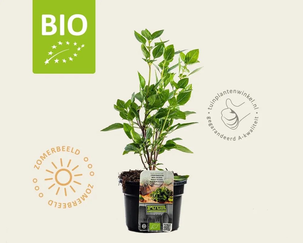 Ocimum basilicum ‘Coldasil‘ - Puur | Populair