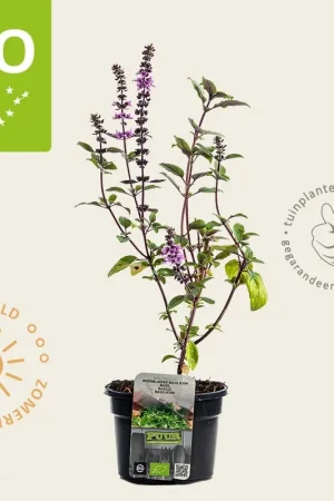 Zeer goed beoordeeld | Ocimum basilicum ‘Magic Blue‘ Puur