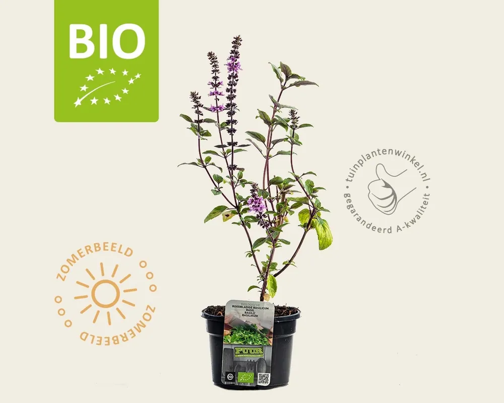 Zeer goed beoordeeld | Ocimum basilicum ‘Magic Blue‘ Puur