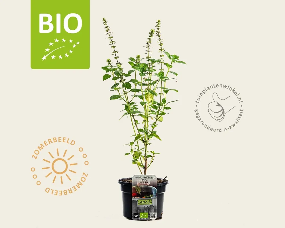 Laatste stuks | Ocimum basilicum ‘Magic White‘ Puur