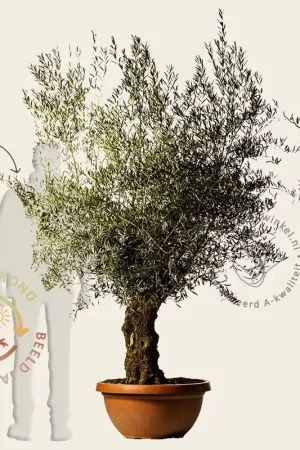 Snelle levering | Olea europaea - bonsai in schaal