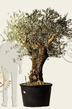 Olea europaea - kurkstam - Nieuw
