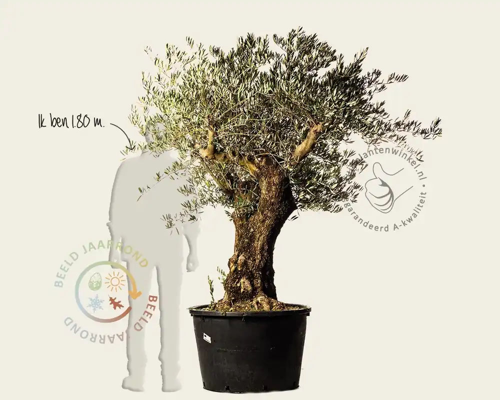 Olea europaea - kurkstam - Nieuw